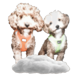 La Villa de Leo y Lola